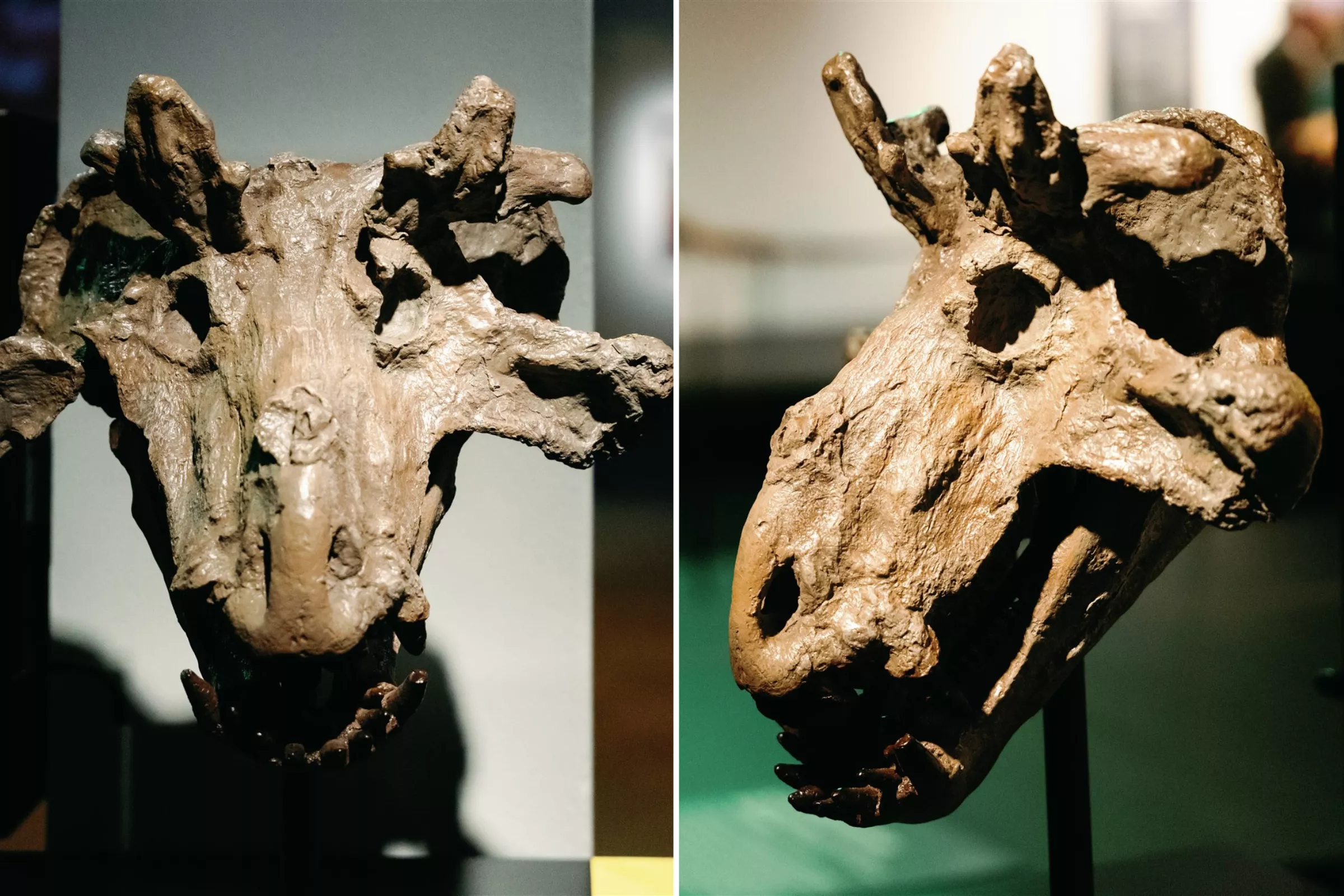 Meet the 'Crowned Crocodile' as 260 Million-Year-Old Skull Goes on Display - Vimarsana News