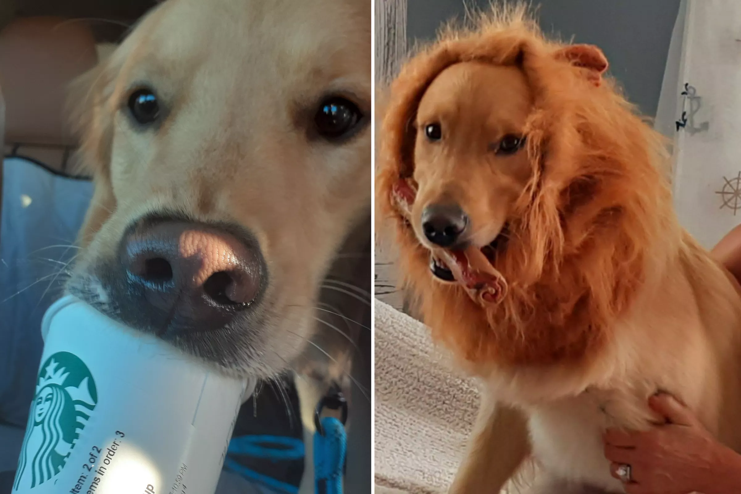 Golden Retriever Who Loves Starbucks' 'Pup Cups' Wins Pet of the Week - Vimarsana News