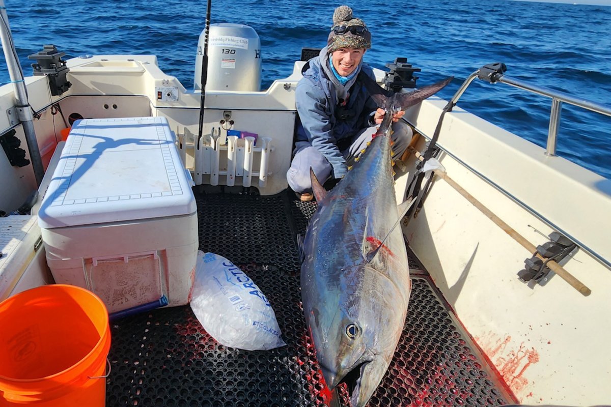 A huge Pacific bluefin tuna catch