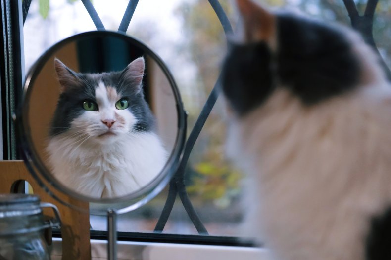 cat attacking mirror delights internet