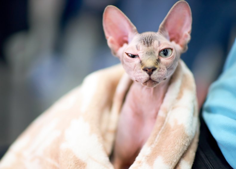 A Sphynx cat wrapped in a towel