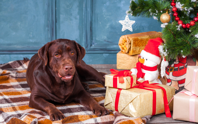 A chocolate Labrador at Christmas.