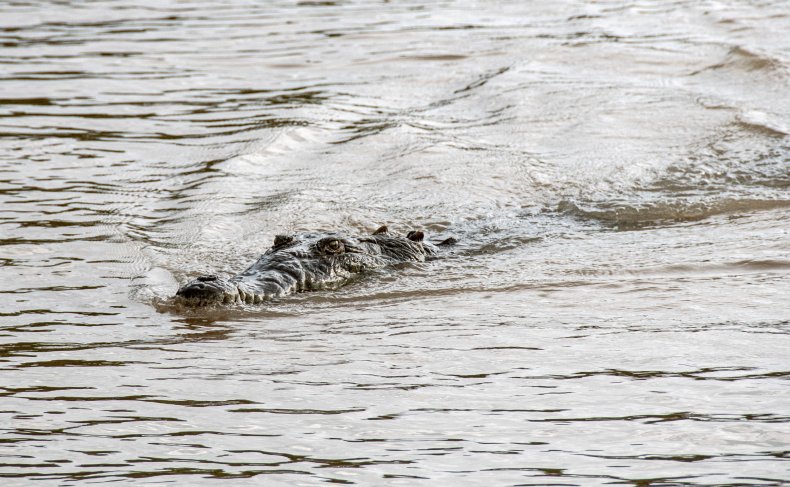 videos Show huge crocodile dragging child away 