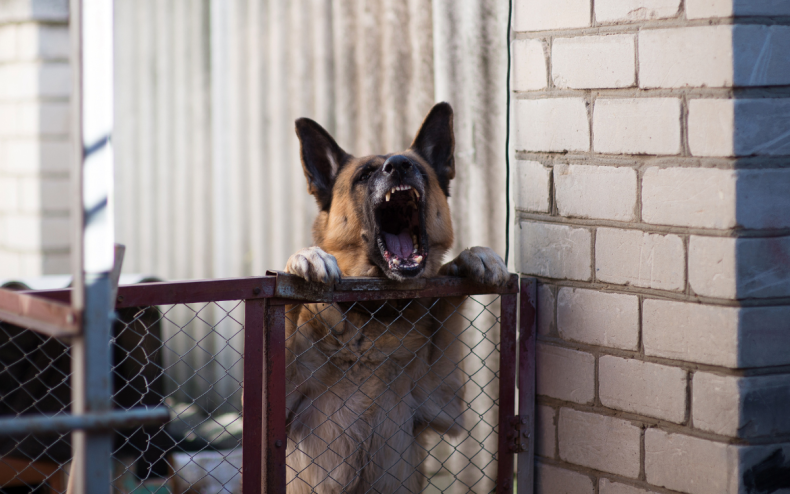 A dog barking over a metal fence.