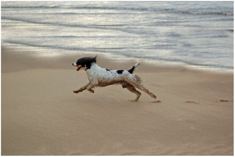 Stock image of a springer spaniel