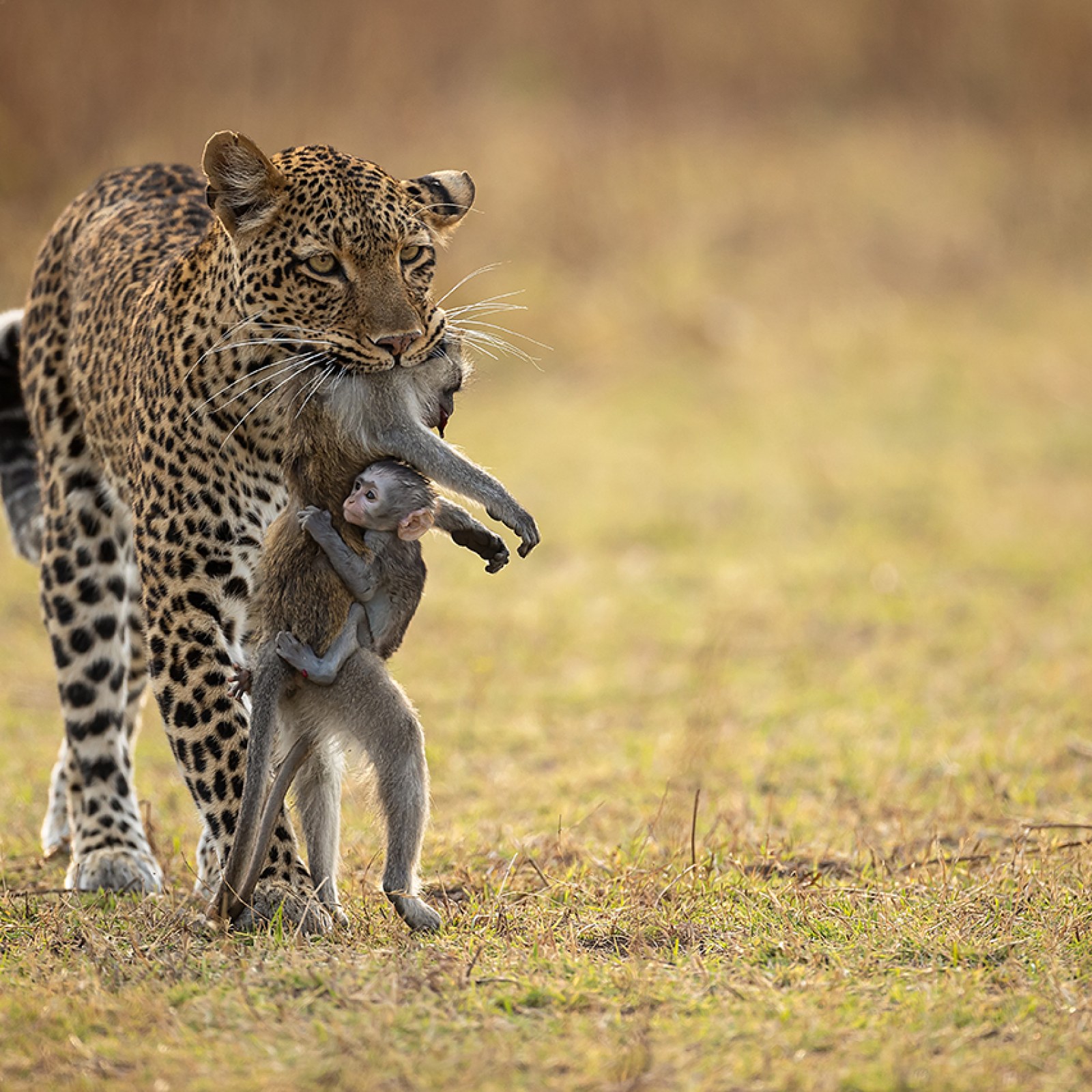 bus Klagen gezond verstand Baby Baboon Clings to Dead Mom in Jaws of Leopard in Heartbreaking Photo