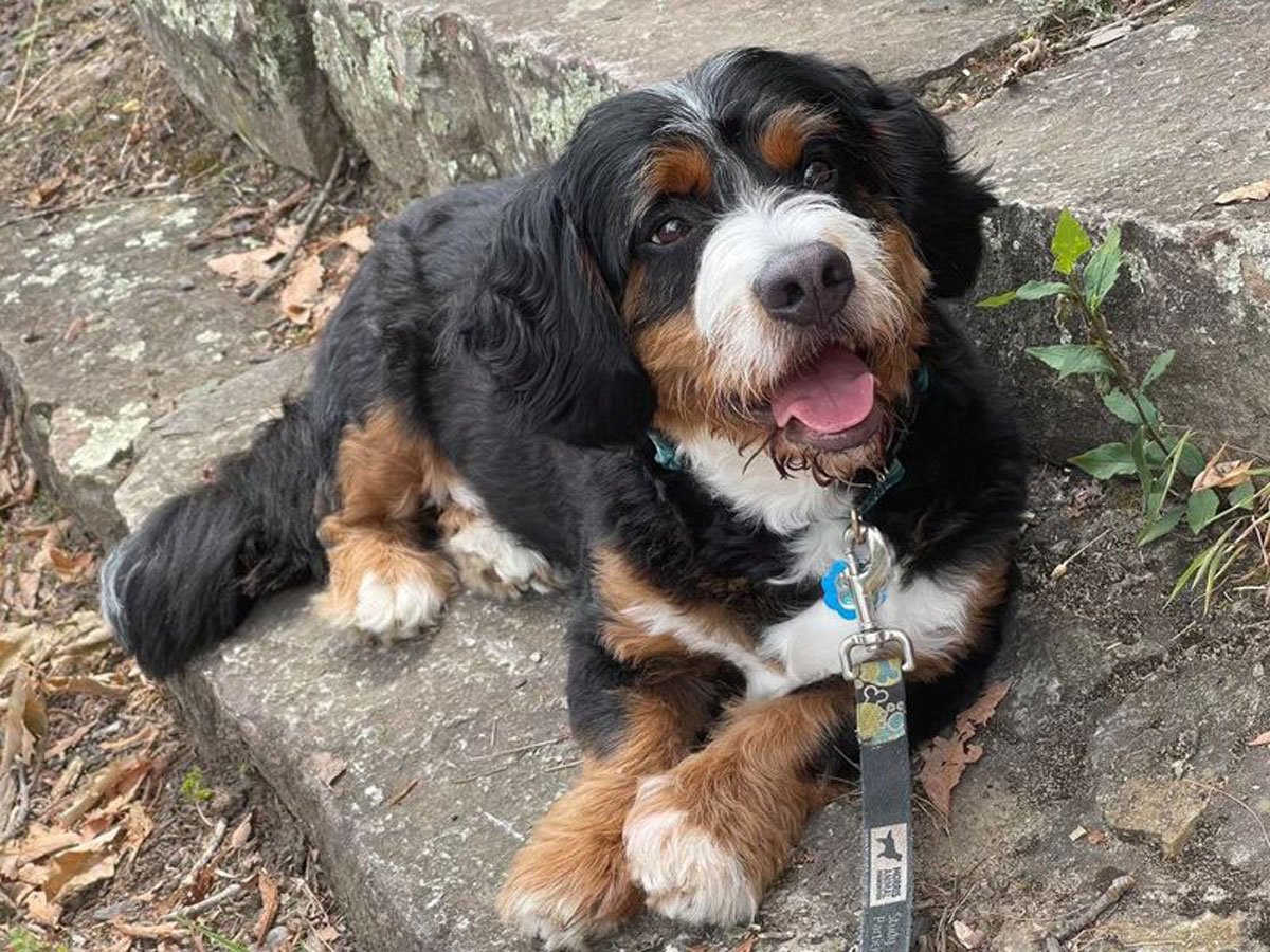 Owner Reveals What a Bernese Mountain Dog and Toy Poodle Cross Looks Like