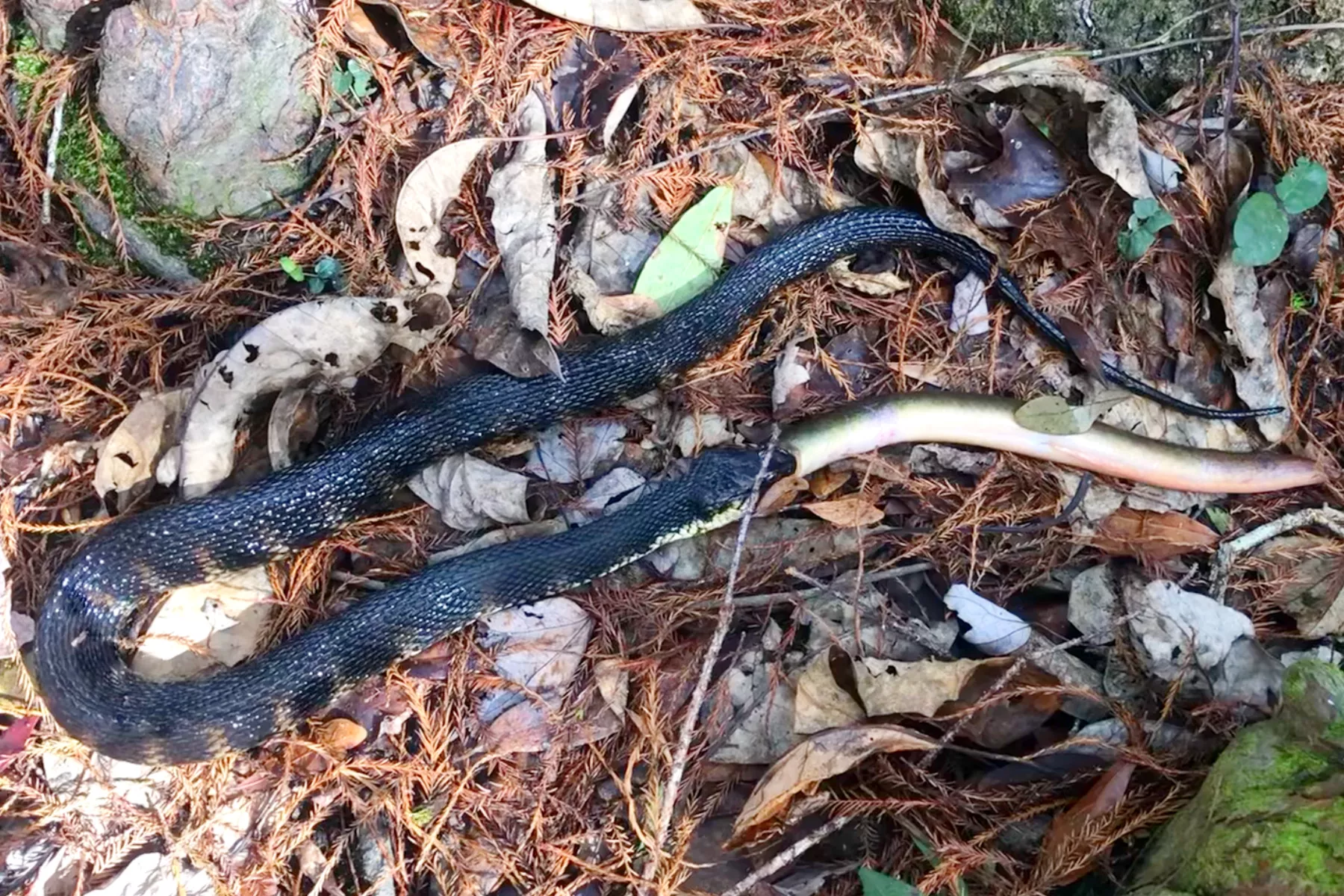 Snake Filmed Swallowing American Eel Whole: 'Mother Nature at Her Finest' - Vimarsana News