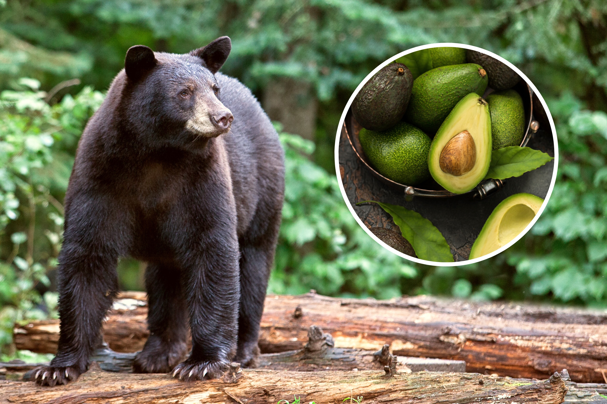 Video Shows Bear Stealing Avocados From Florida Residents - Newsweek