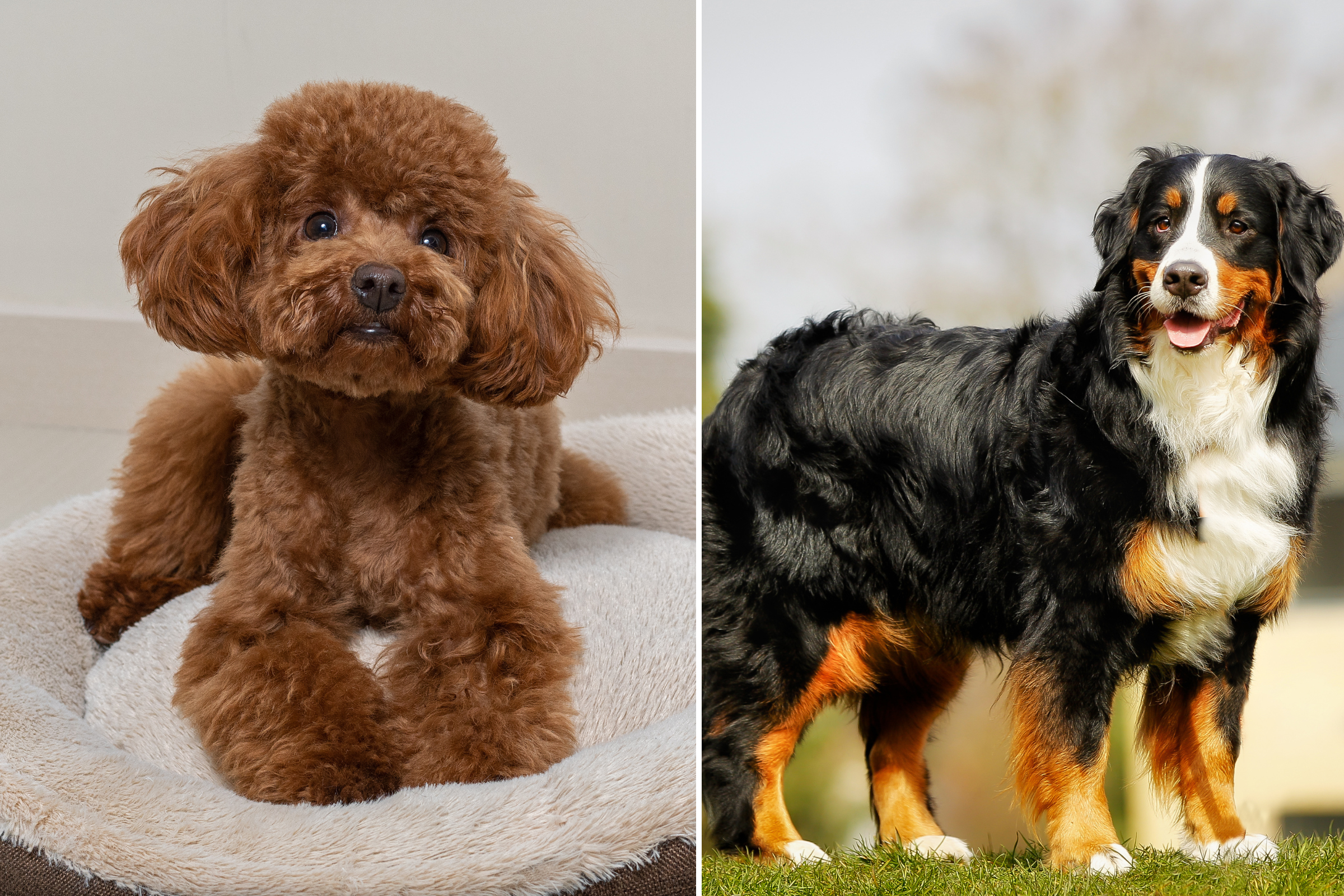 Dogs And Beautiful Tiny Girls Porn - Owner Reveals What a Bernese Mountain Dog and Toy Poodle Cross Looks Like