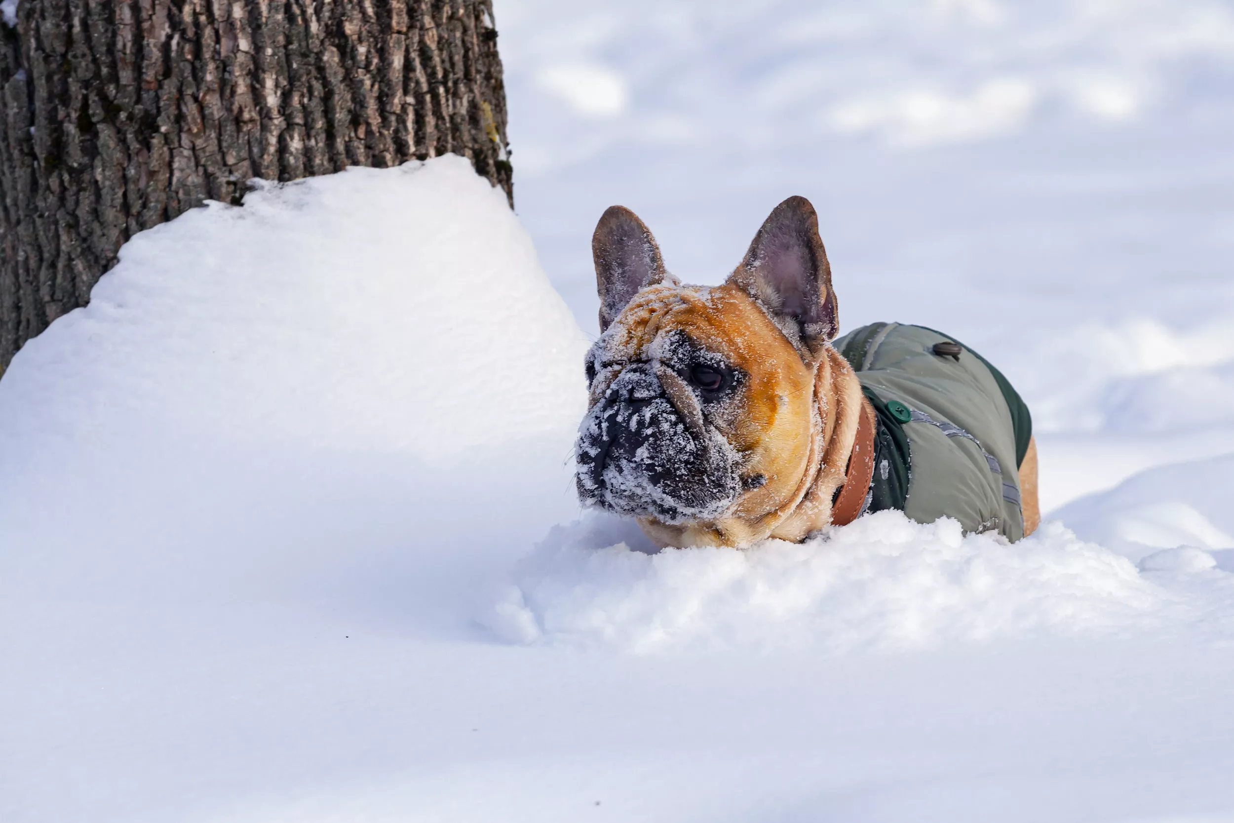 Man Caught Breaking Through Ice To Save Trapped Dog: 'Total Respect' - Vimarsana News