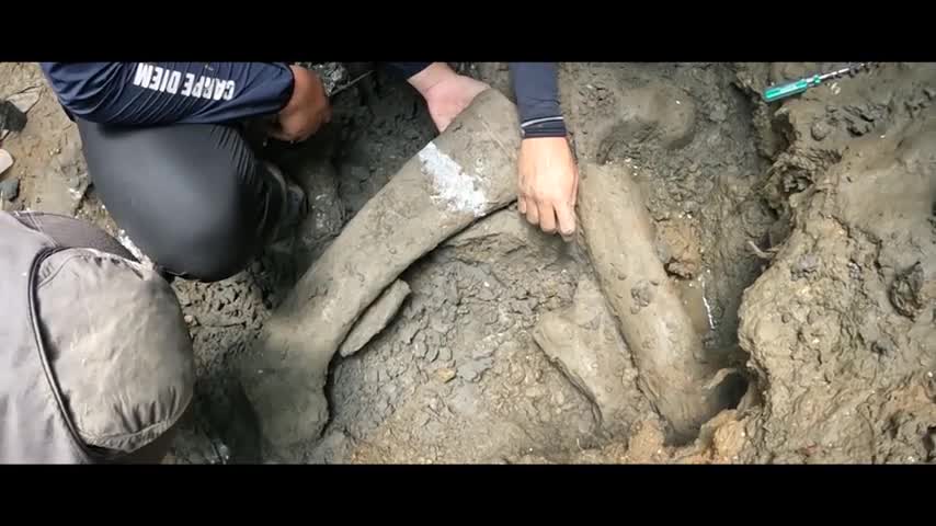 Prehistoric 50-Foot Whale Discovered in Deep Jungle Valley by Accident