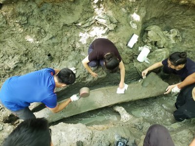 Whale fossil excavation in Taiwan
