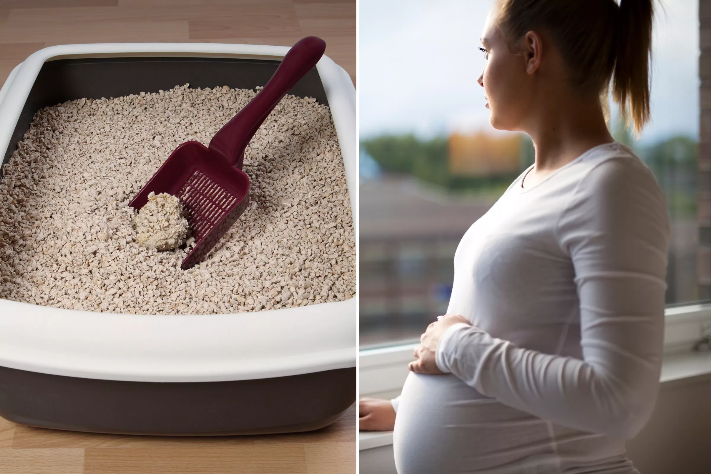 Man Dragged for Not Cleaning Cat Litter for Pregnant Wife: 'Absolutely Not' - Vimarsana News