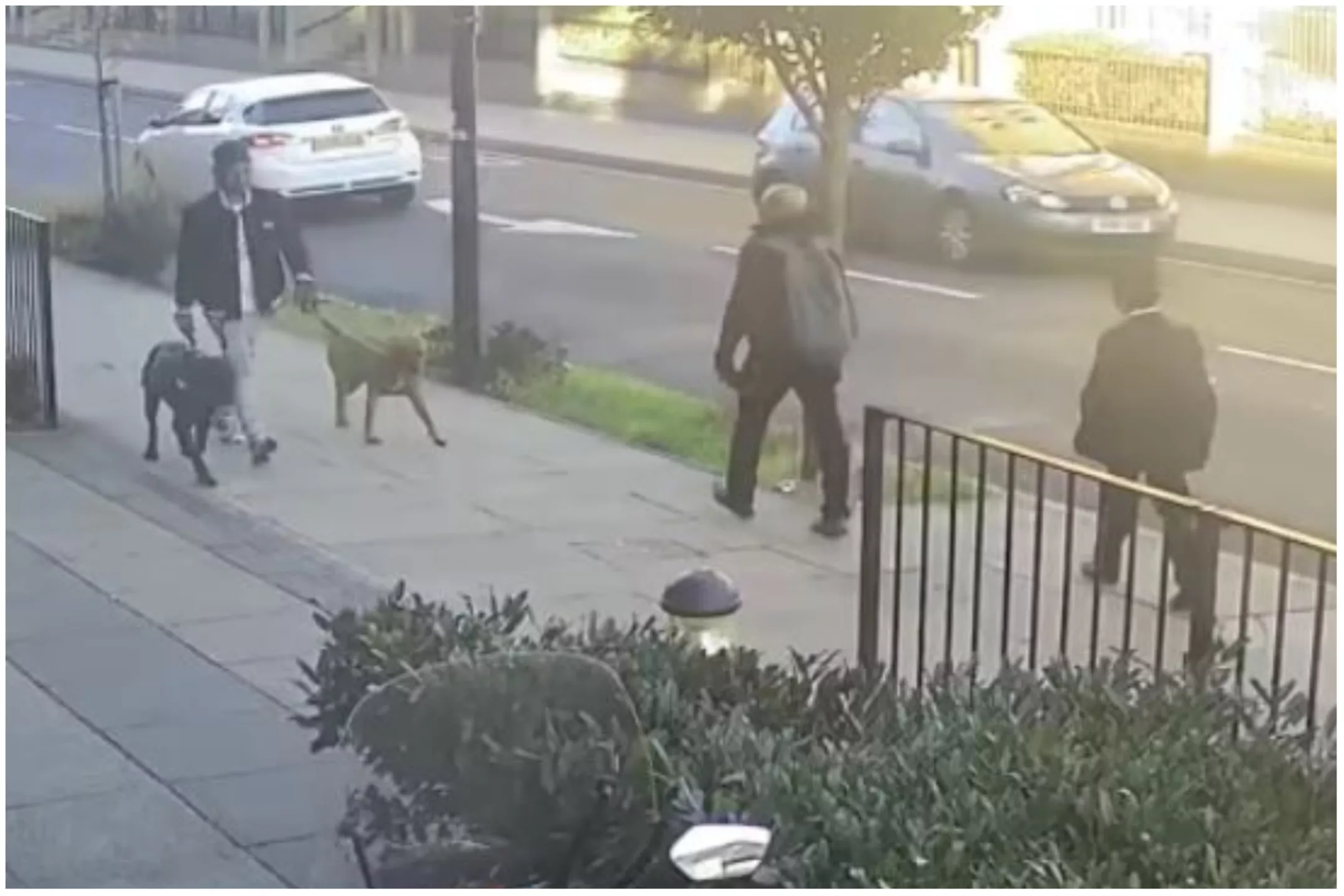 CCTV of Suspect Released After Girl Mauled by Dogs Left With Broken Bones - Vimarsana News