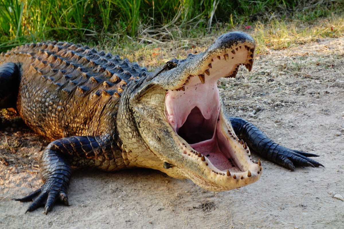 Large alligator showing teeth