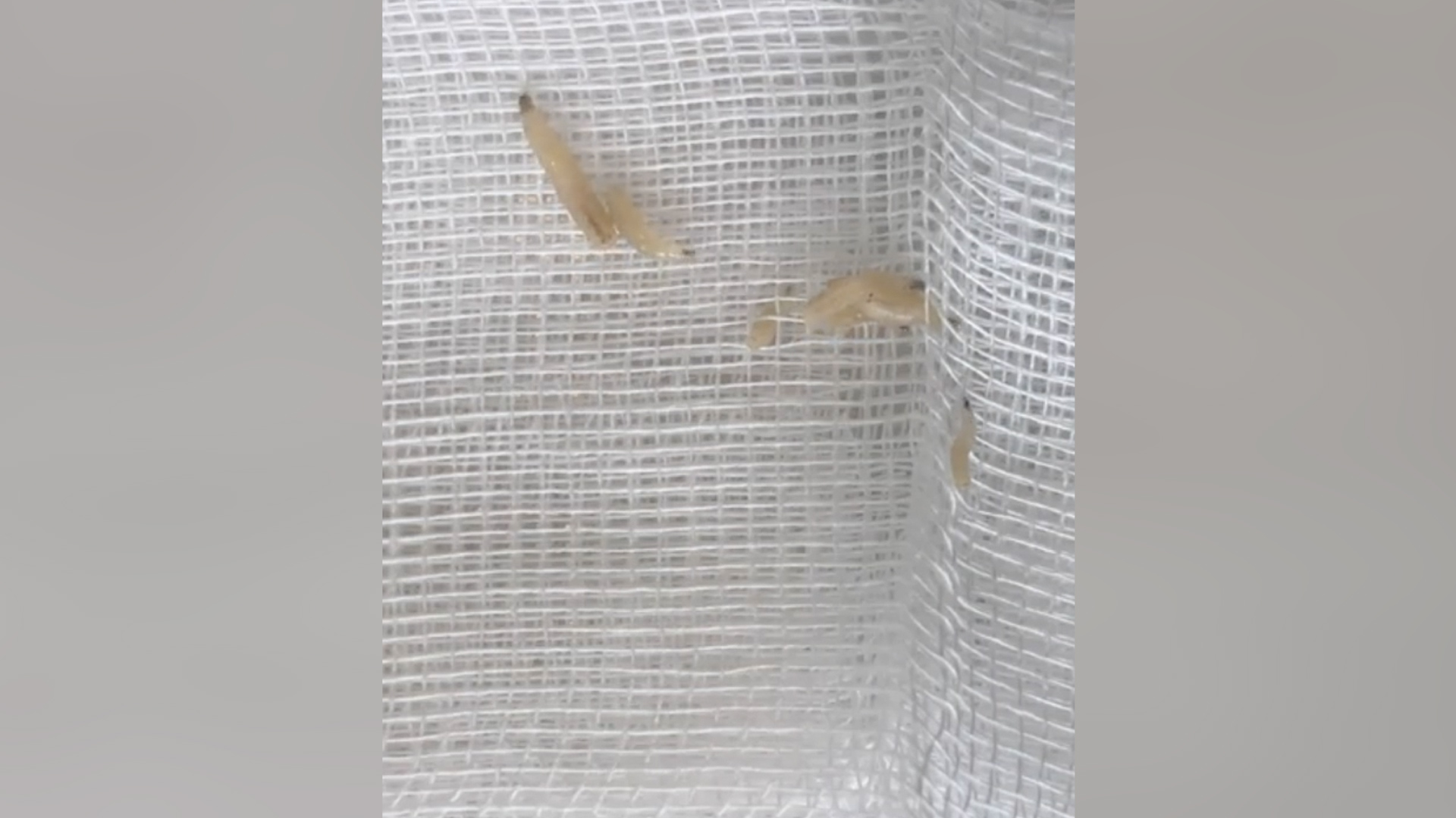 Moth Maggots On Ceiling Shelly Lighting