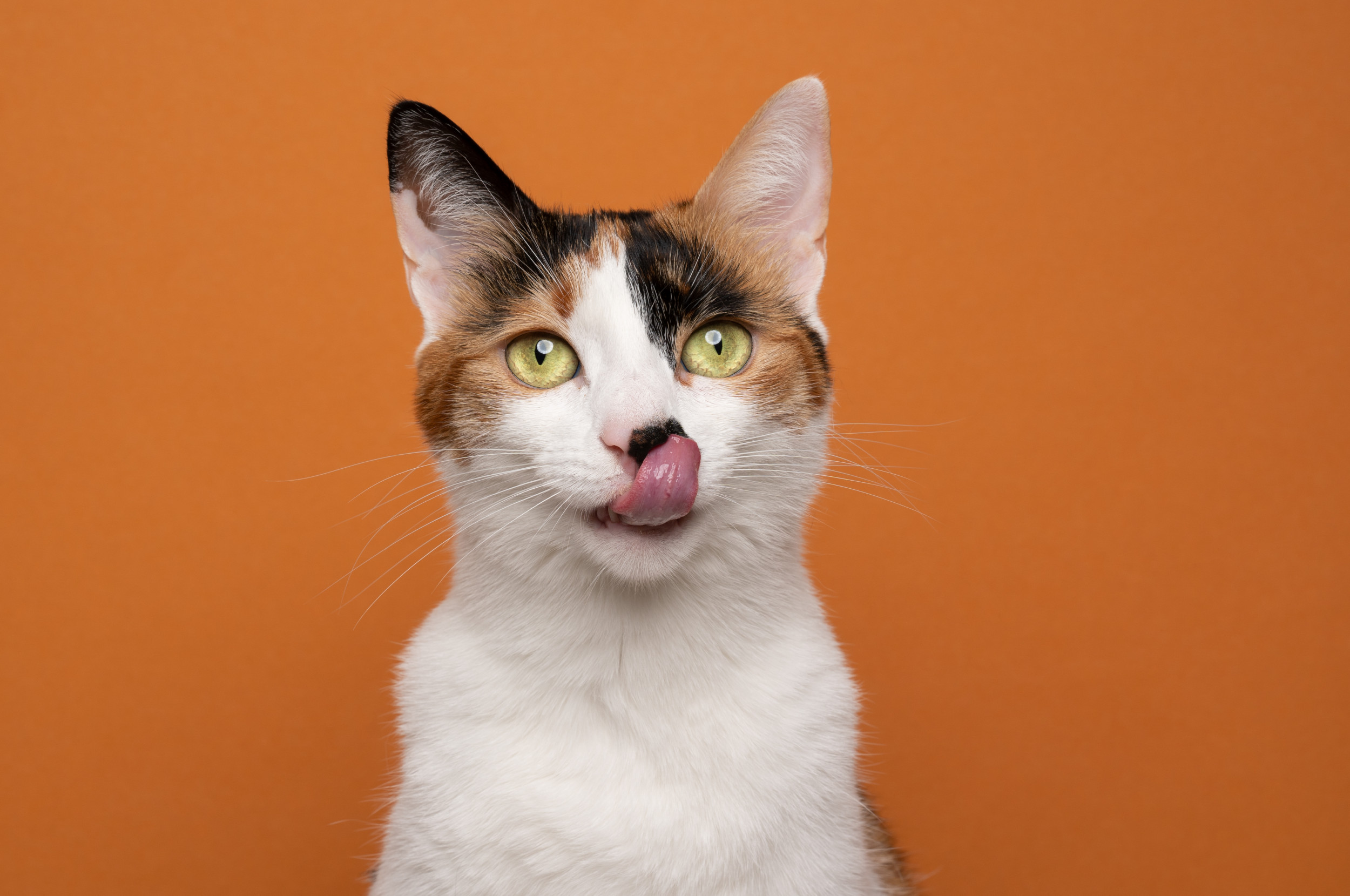 Cat Sticking Out Tongue Leaves Internet In Hysterics: 'Never Change'