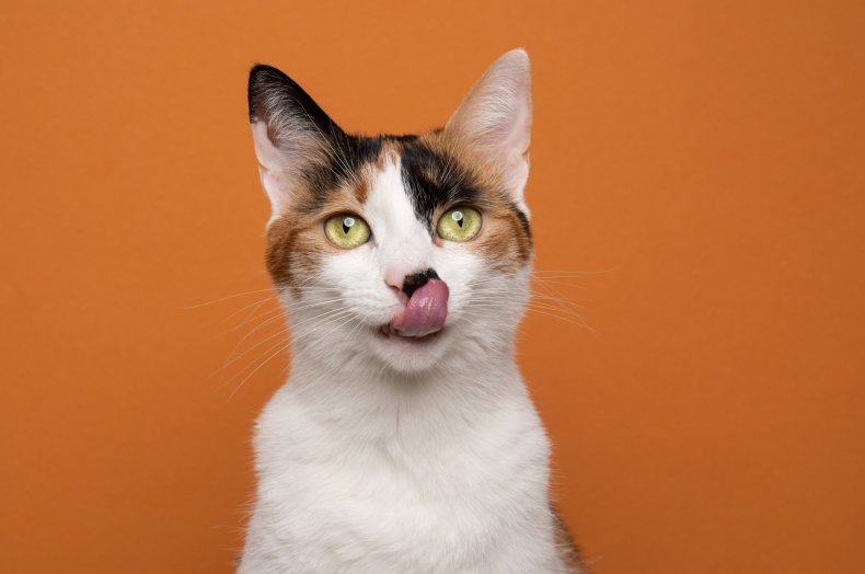 cat sticking tongue out delights internet
