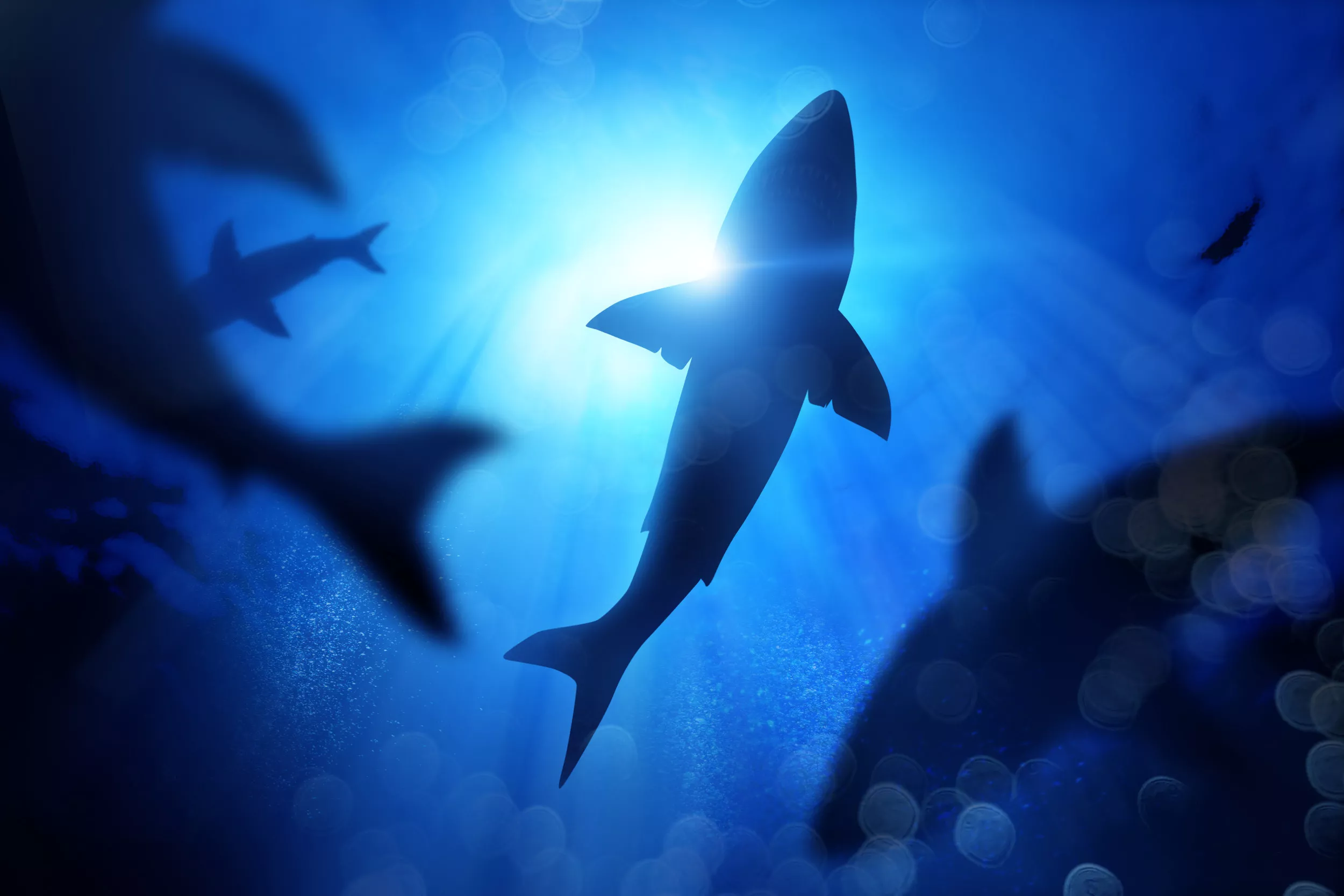 Large Shark Bites Texas Surfer After It 'Bumped Him From Underneath' - Vimarsana News