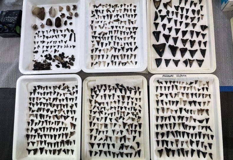 Shark tooth collection
