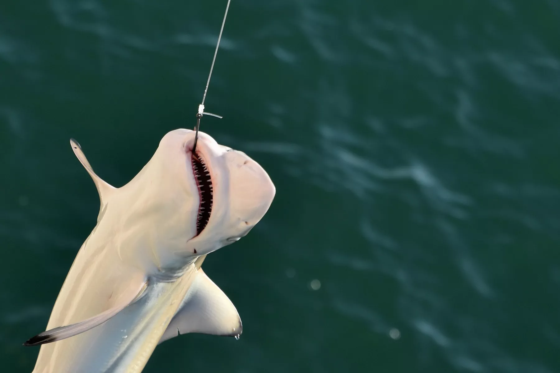 Florida Divers Stole Fishing Gear and Freed Sharks in Front of Police Chief - Vimarsana News