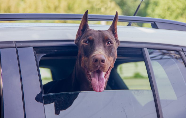 Doberman Pinscher asintió fuera del auto.