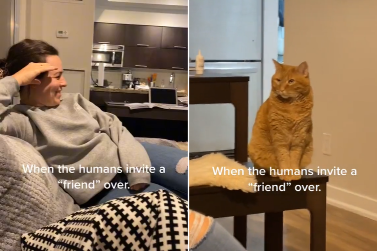 Angry cat keeps couple out of home for hours