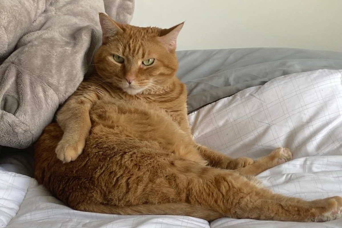 Lily the orange tabby reclining