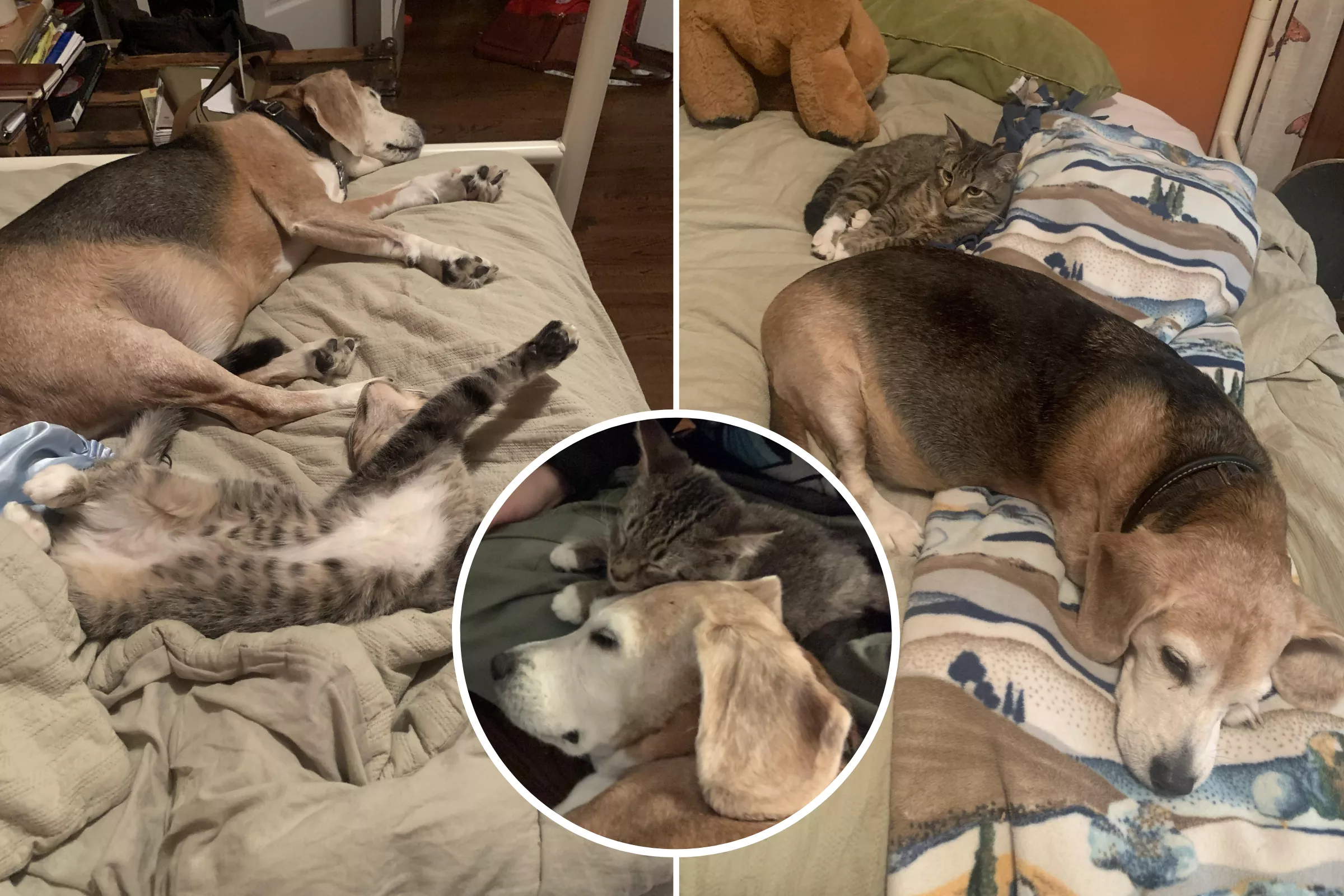 Hearts Melt as Senior Beagle Finds 'Inner Puppy' by Playing With New Kitten - Vimarsana News