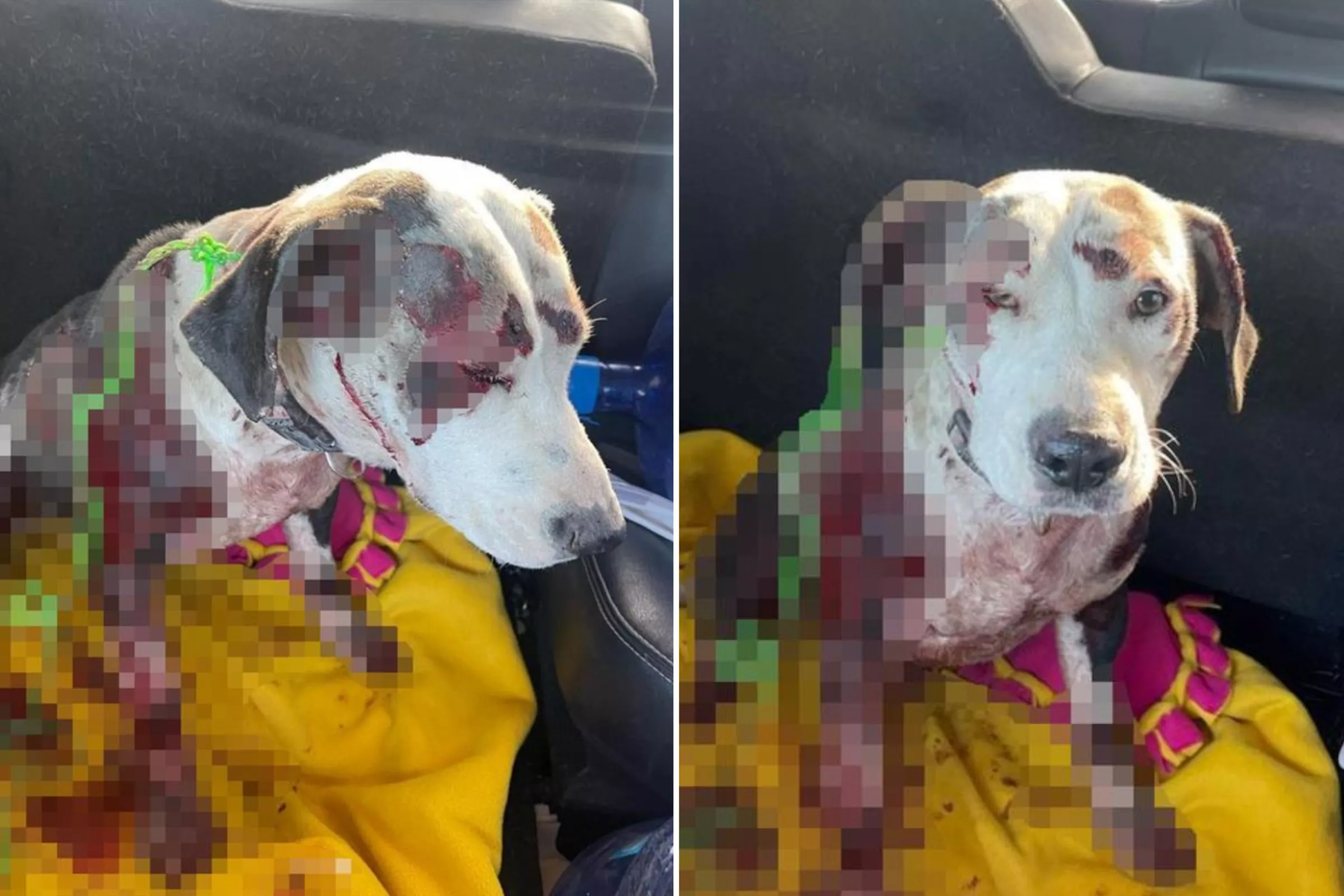 Dog Suffers Horrific Injuries After Allegedly Dragged by Car in California - Vimarsana News