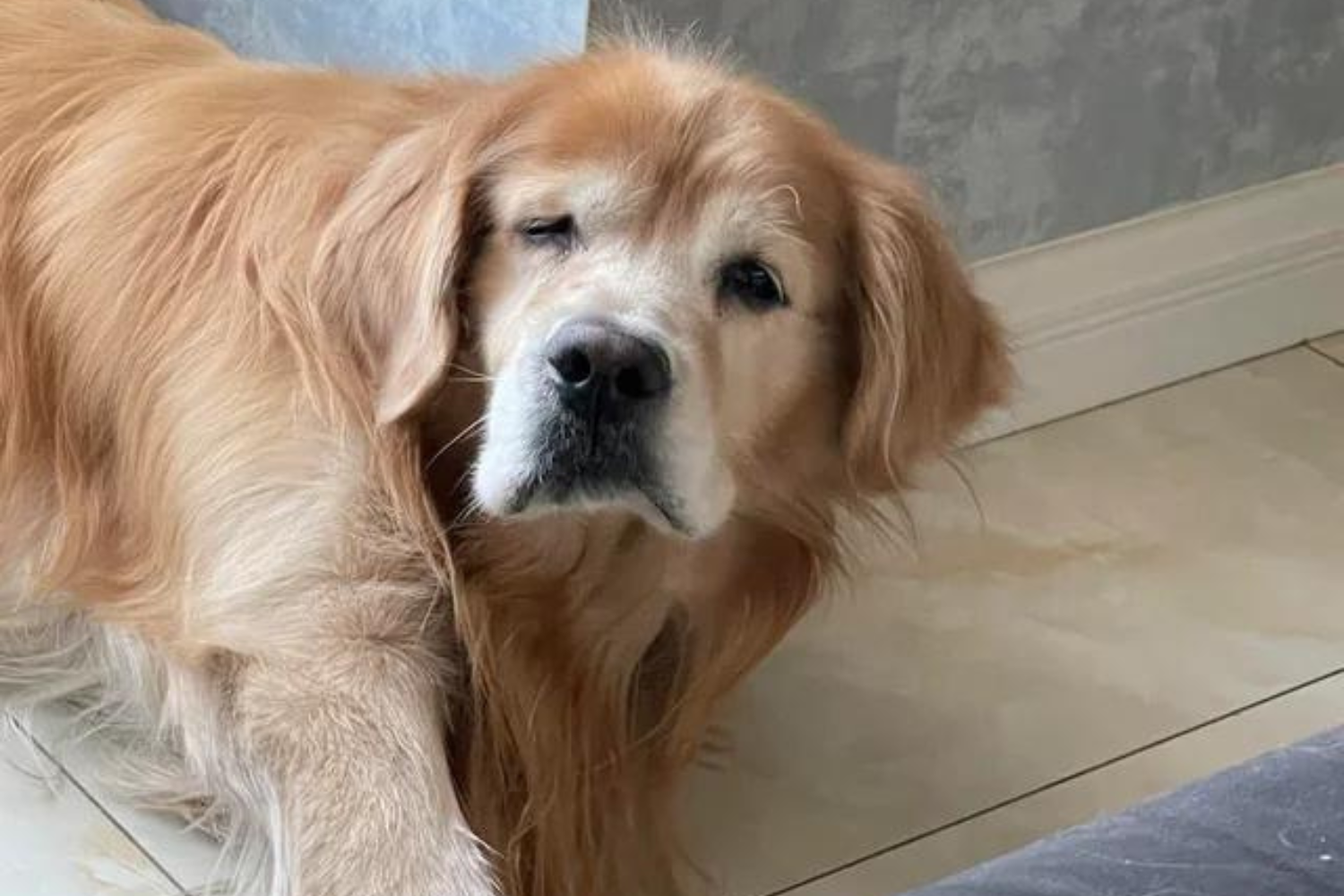 Am I Still a Dog?'—Internet Obsessed With Golden Retriever's Post-Nap Face