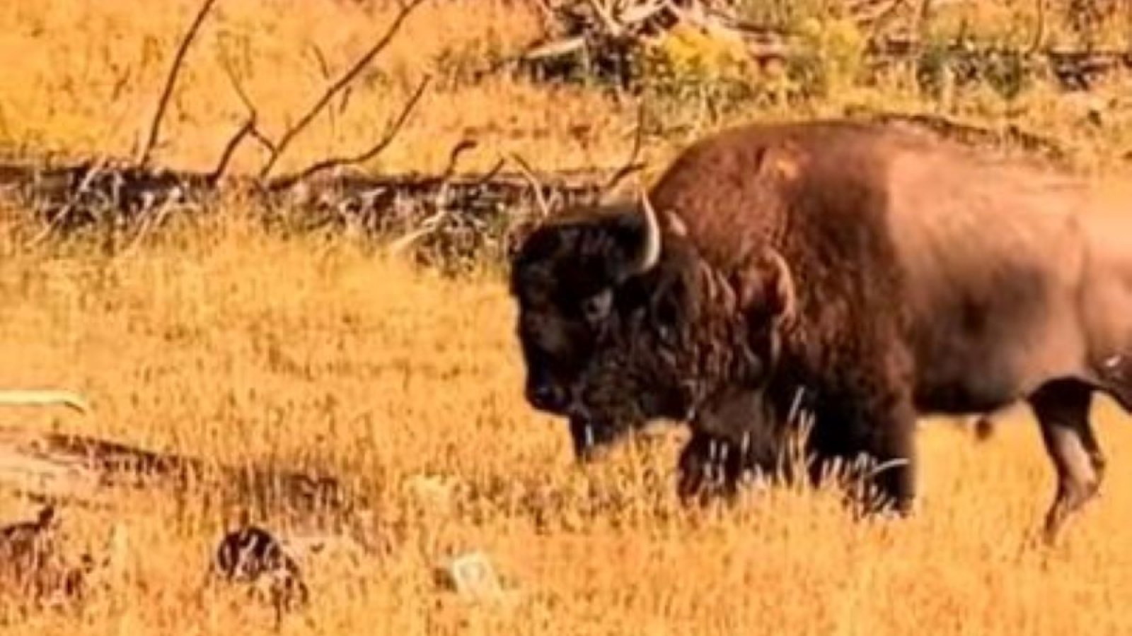Yellowstone Tourists 'Had To Flee' After Beast Bison Got Too Close