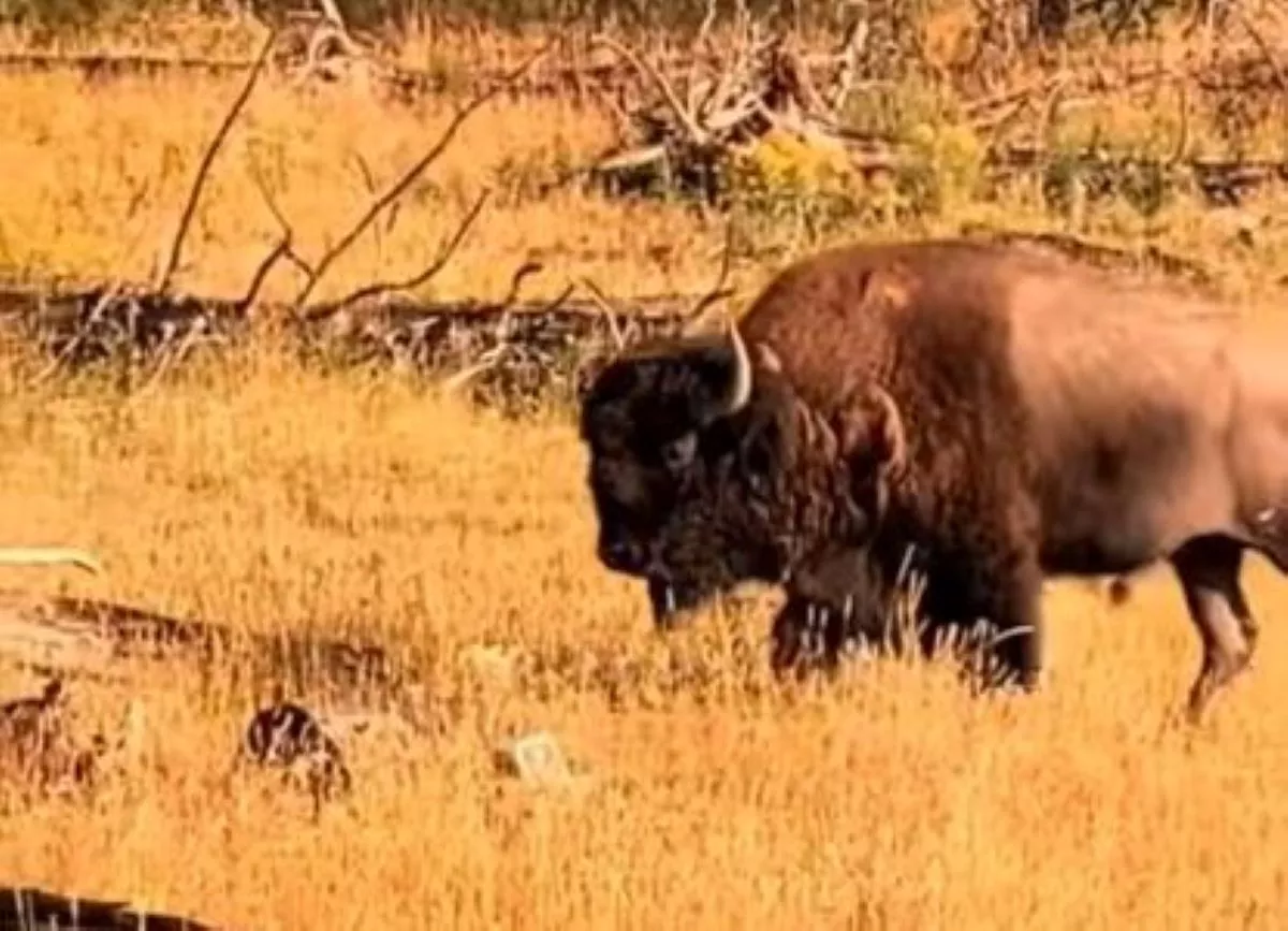 Yellowstone Tourists 'Had To Flee' After Beast Bison Got Too Close - Vimarsana News