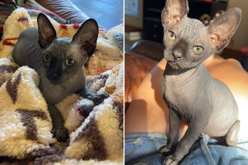Naked Kitty Mew