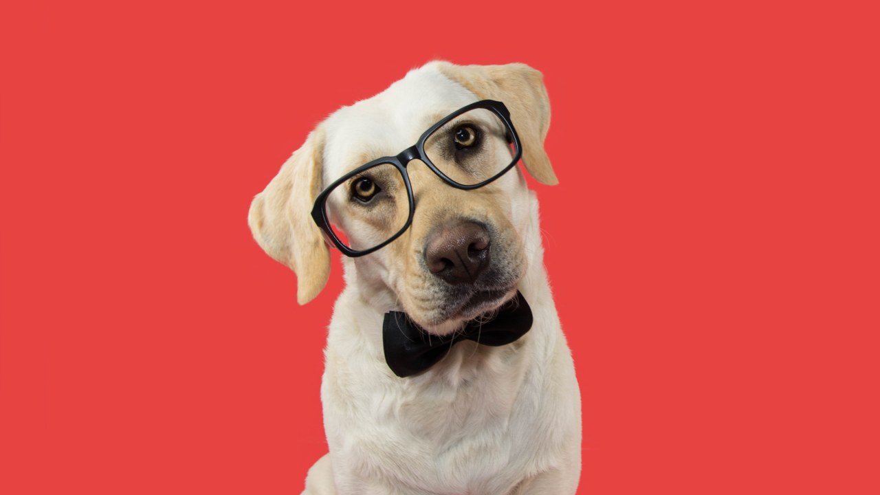 The Smartest Dog Breeds Were Pitted Against Each Other. One Came Out on Top The Smartest Dog Breeds Were Pitted Against Each Other. One Came Out on Top