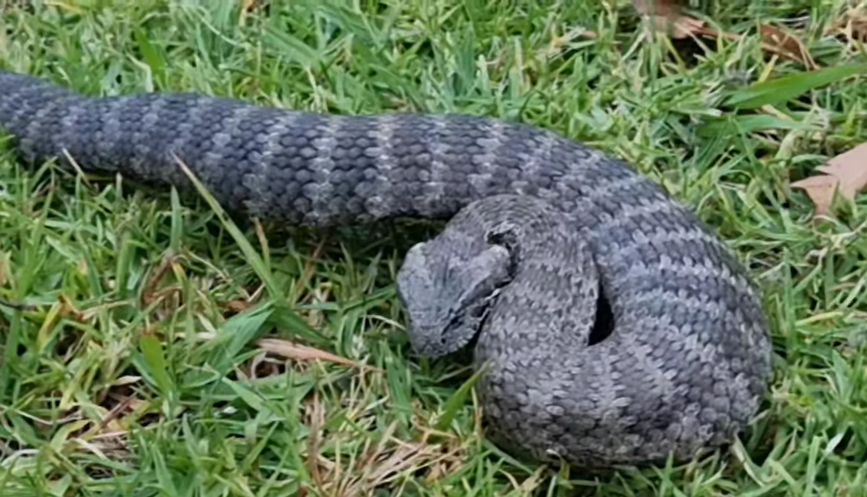 Big Pregnant Death Adder Found in Family Backyard: 'Don't Bite Me' - Vimarsana News