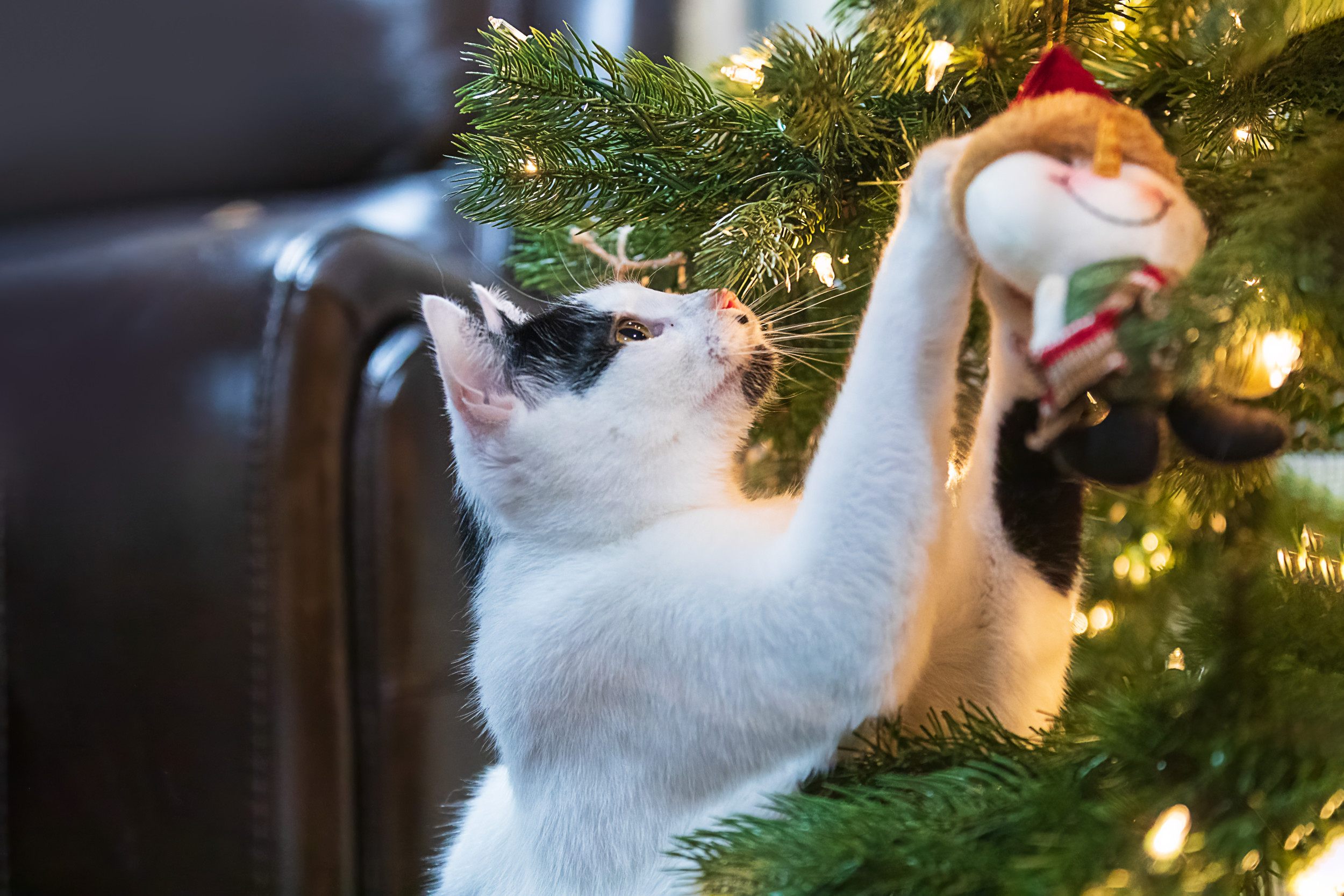 funny cat pictures with captions christmas