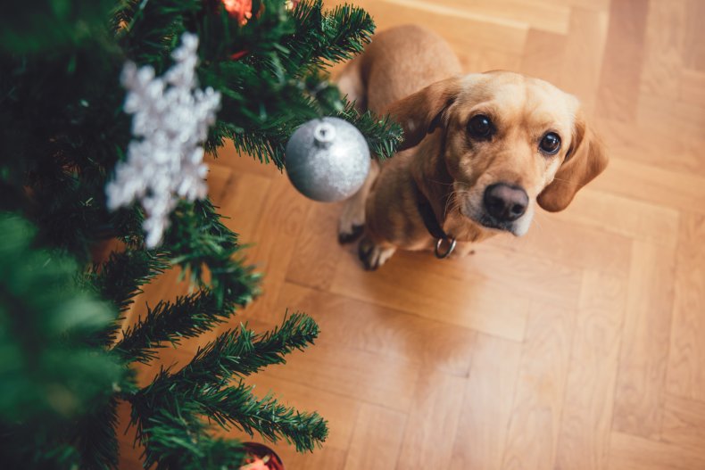 A dog looking up at Christmas tree.