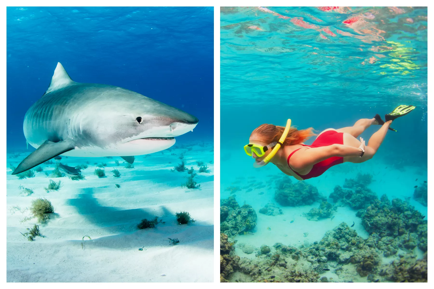 Couple Fight Shark 50 ft From Shore, Wife Feared Dead: 'Totally Missing' - Vimarsana News