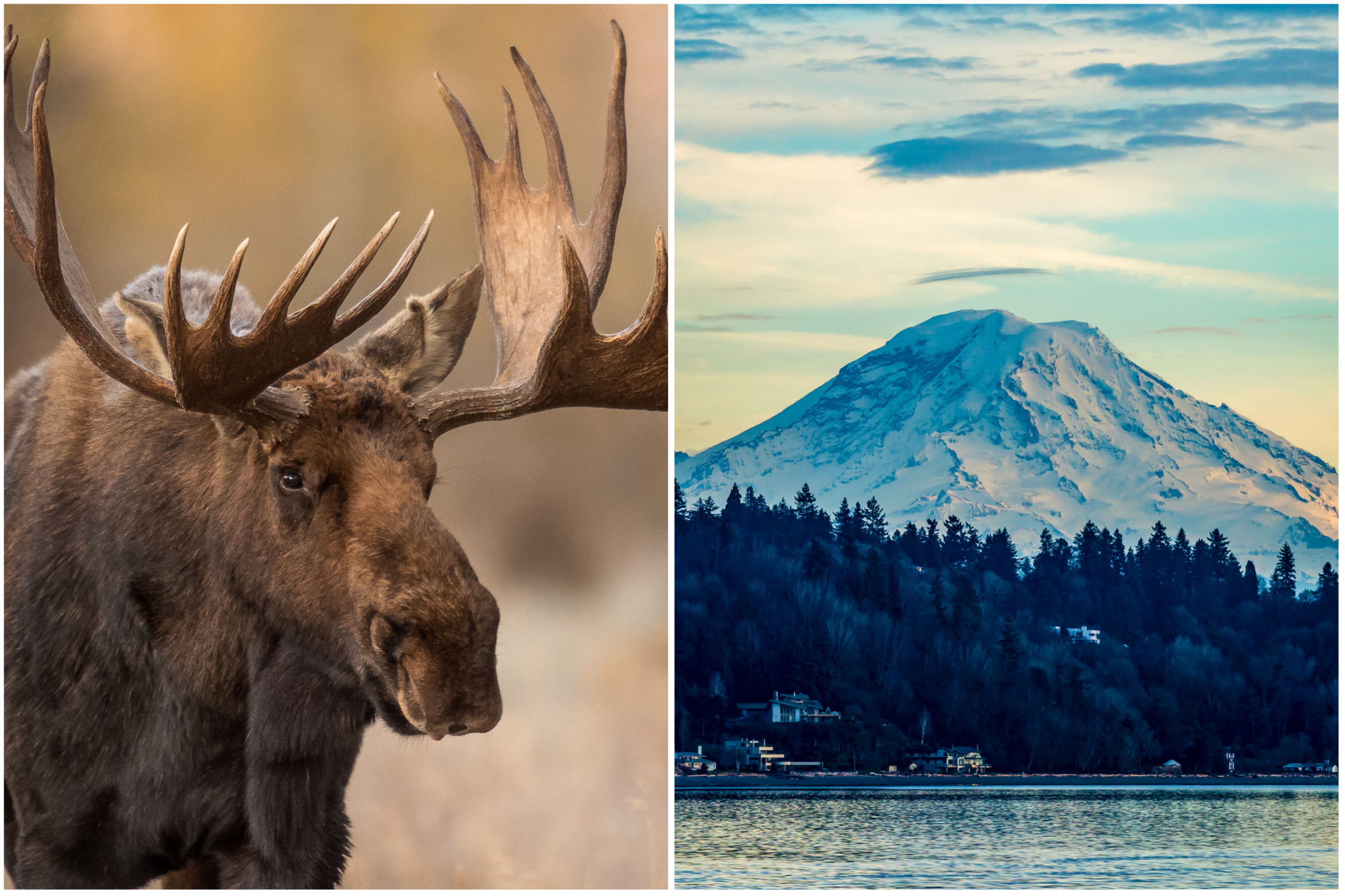Moose Seen in Snowy Mount Rainier for Very First Time