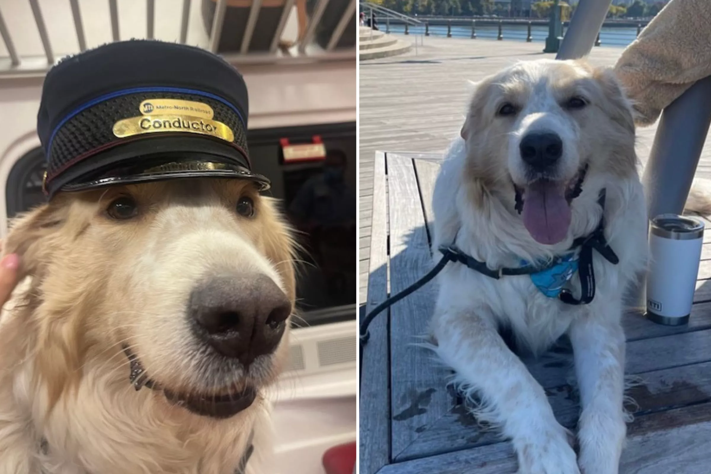 'Fiercely Loyal' Great Pyrenees Who Loves Car Rides Wins Pet of the Week - Vimarsana News