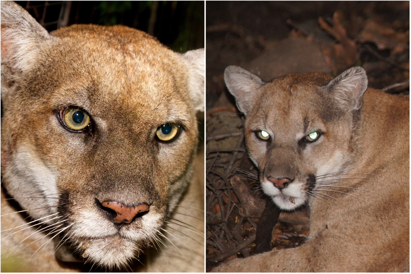 Dog-Killing California Mountain Lion To Be Captured After Unusual Behavior