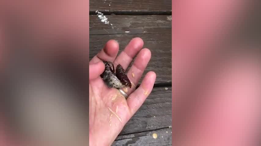 Five spotted Hawk Moth Squirts Poop Everywhere As It Emerges From Cocoon