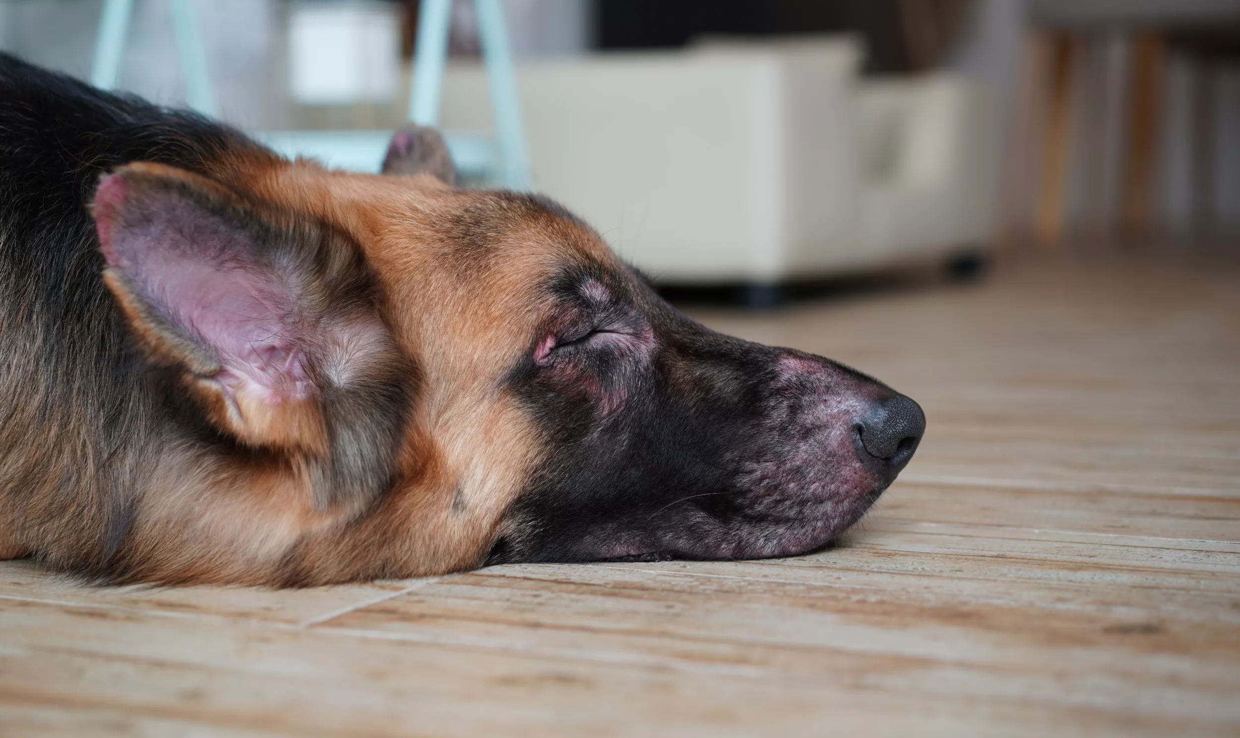Tears as German Shepherd Loses Eye Saving Family From Coyote: 'Goodest Boy' - Vimarsana News