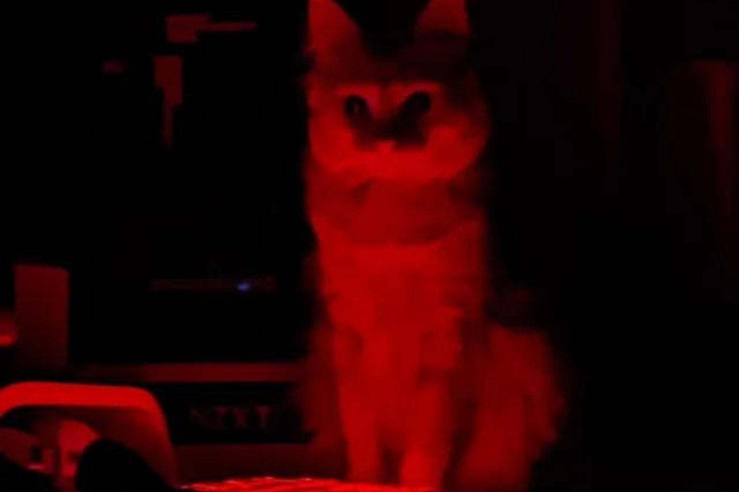 cat-owner-left-terrified-at-sight-of-demonic-pet-in-the-dead-of-night