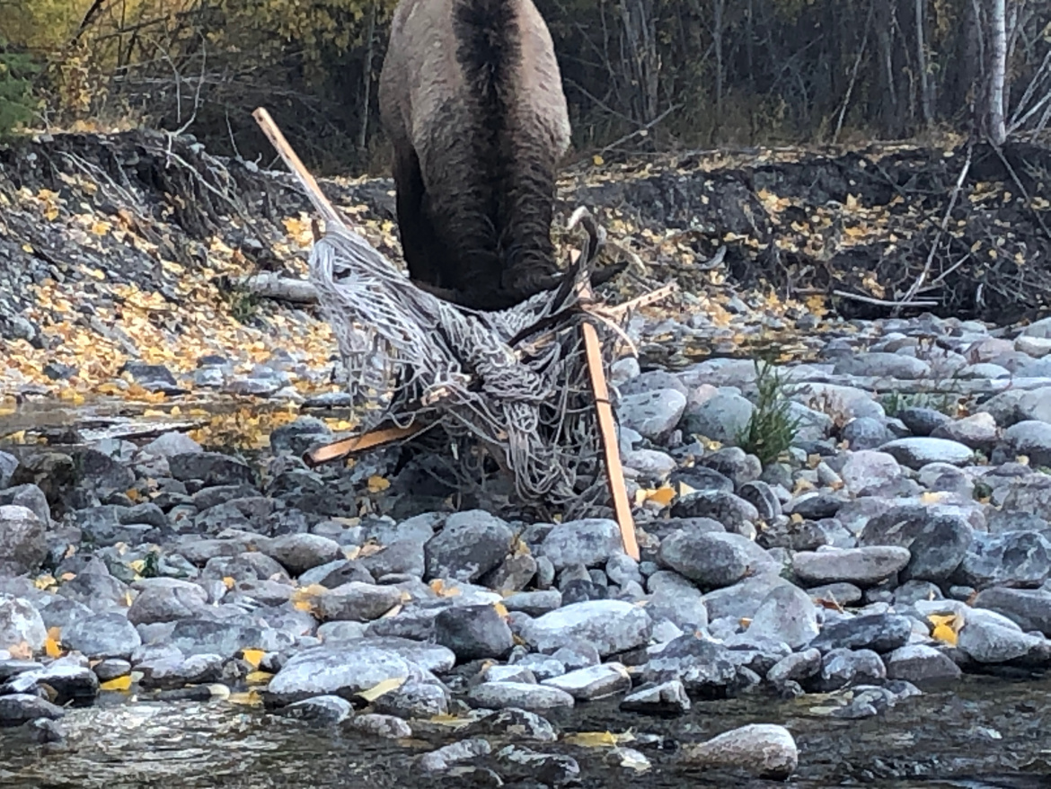 Bull Elk Strangled to Death in Idaho Backyard Newsweek