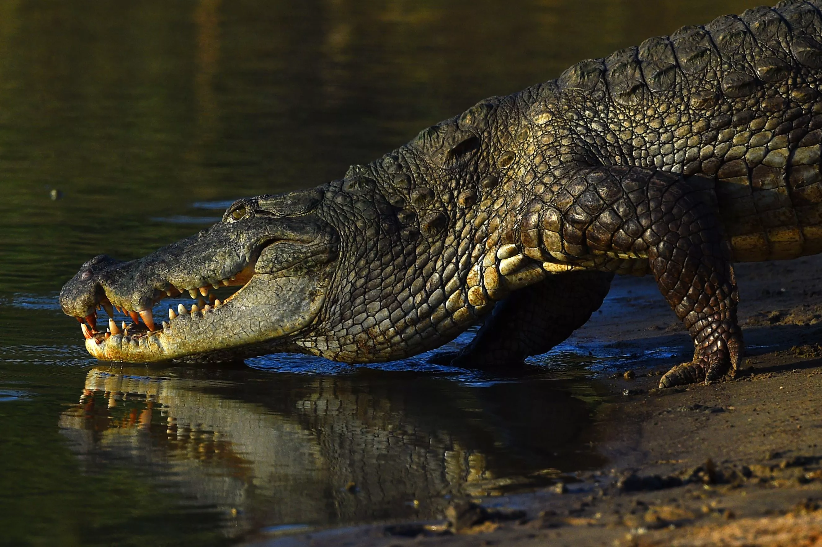Young Boy Fights Off Crocodile Attack, Manages to 'Kick Free' - Vimarsana News