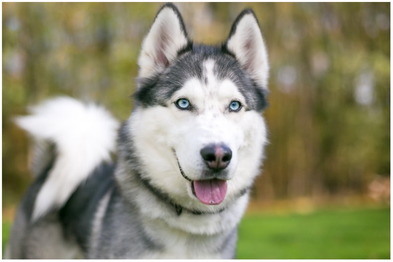 Stock image of a husky dog 