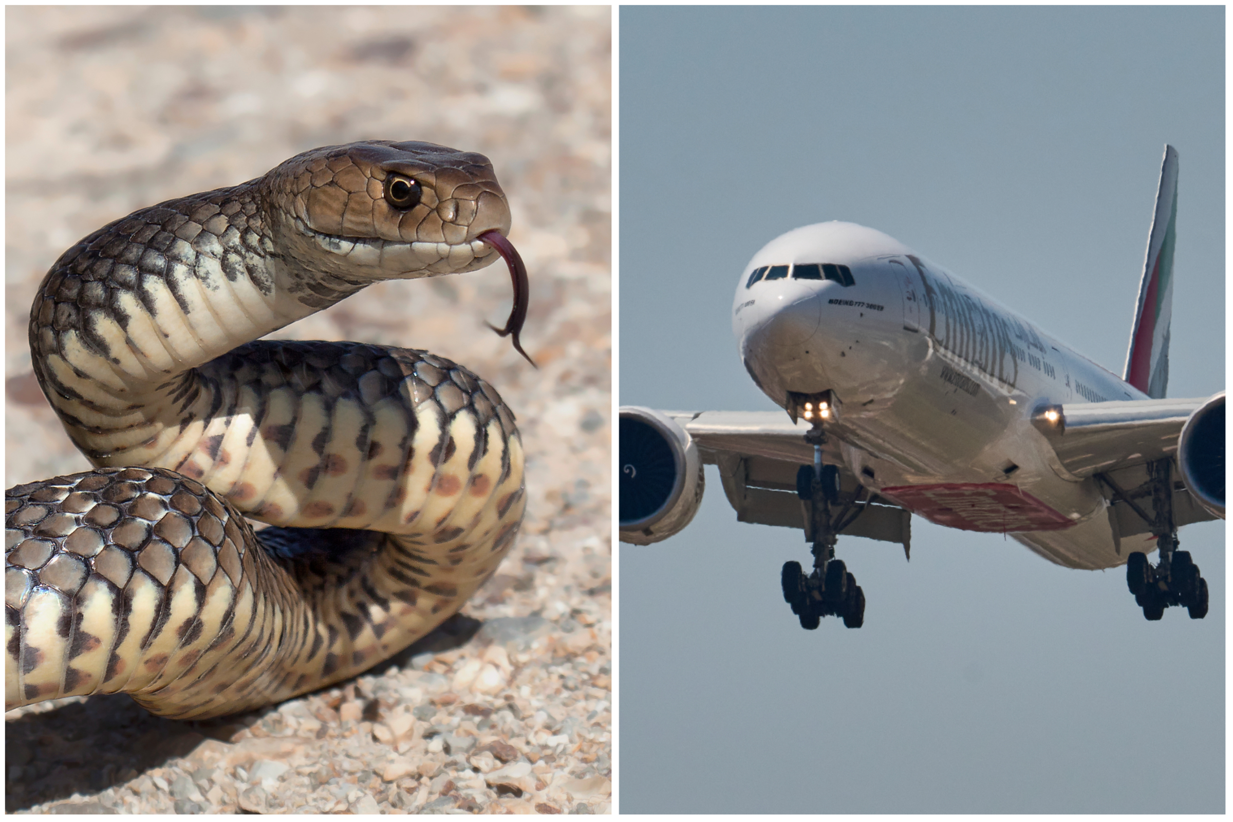 Snake Sneaks on Plane Causing Huge Delays at Major Airport